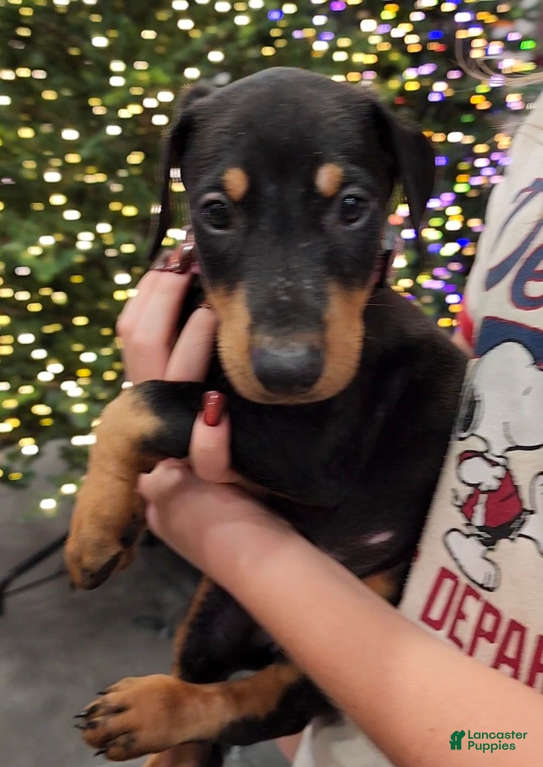Doberman Pinscher dogs Jessica F2 - Ad 23