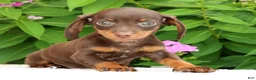 Miniature Dachshund dogs for sale: Jace - Ad 5