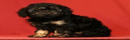 Miniature Poodle dogs for sale: Carla - Ad 2