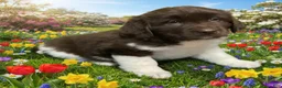 Newfoundland dogs for sale: Fuffie - Ad 1