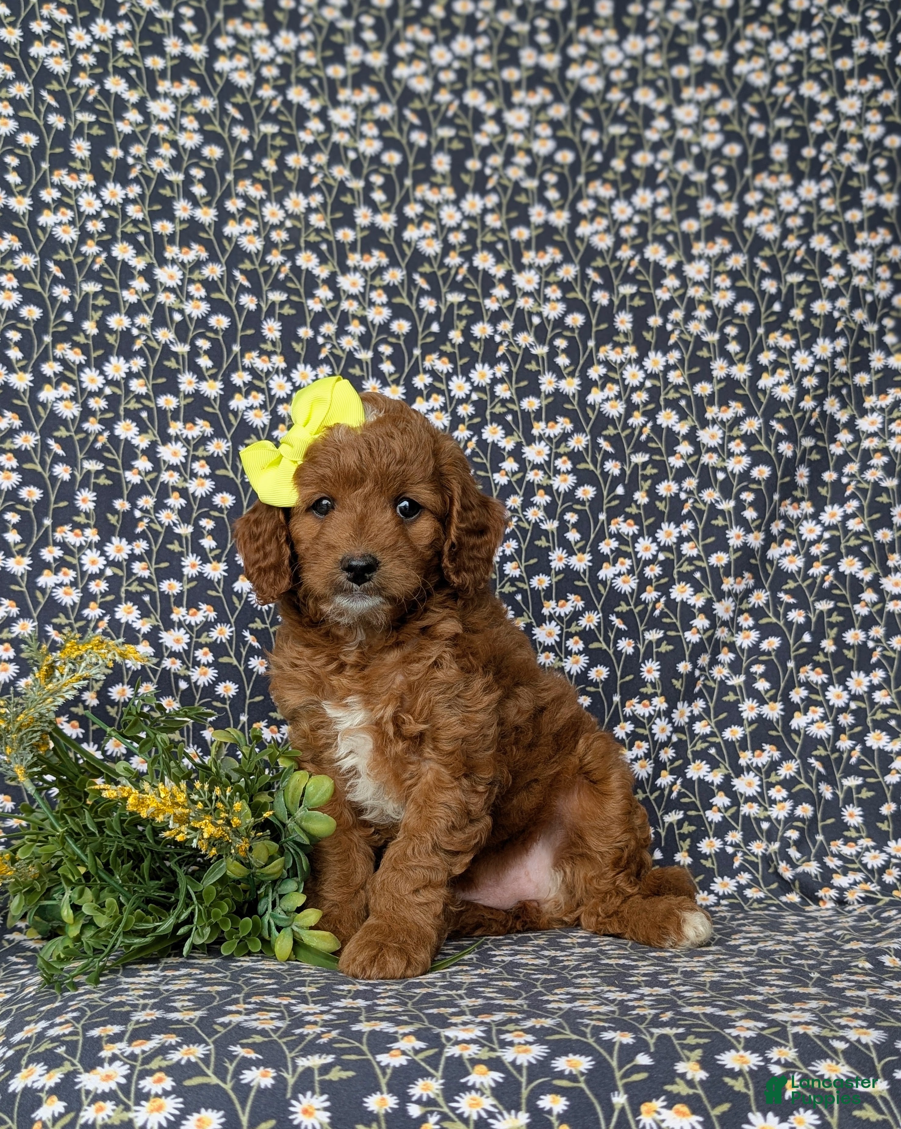 Mini Goldendoodle dogs Teegan 9 lbs Full Grown - Ad 1