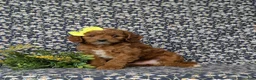 Mini Goldendoodle dogs for sale: Teegan 9 lbs Full Grown - Ad 1