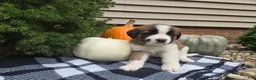 Saint Bernard dogs for sale: Willow - Ad 2