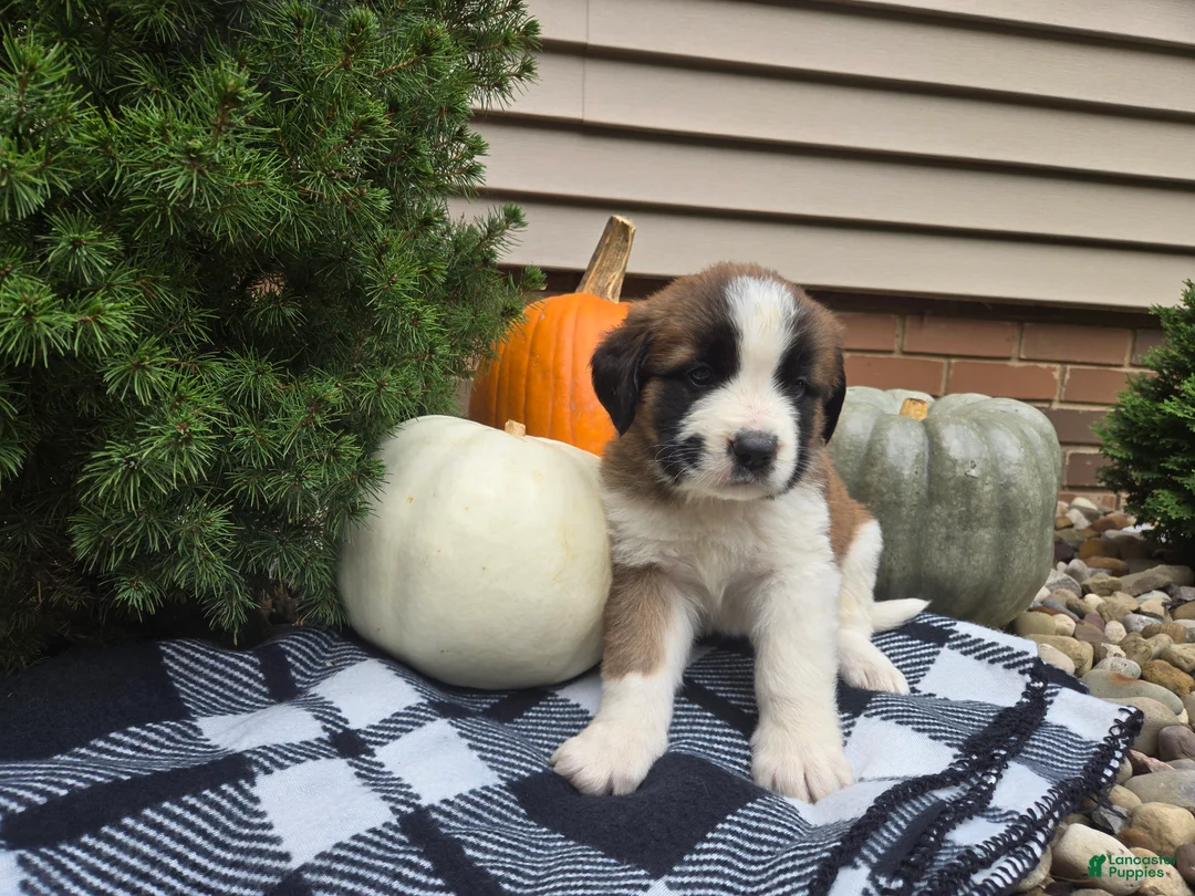 Saint Bernard dogs for sale: Willow - Ad 2