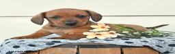 Miniature Dachshund dogs for sale: Domino - Ad 3