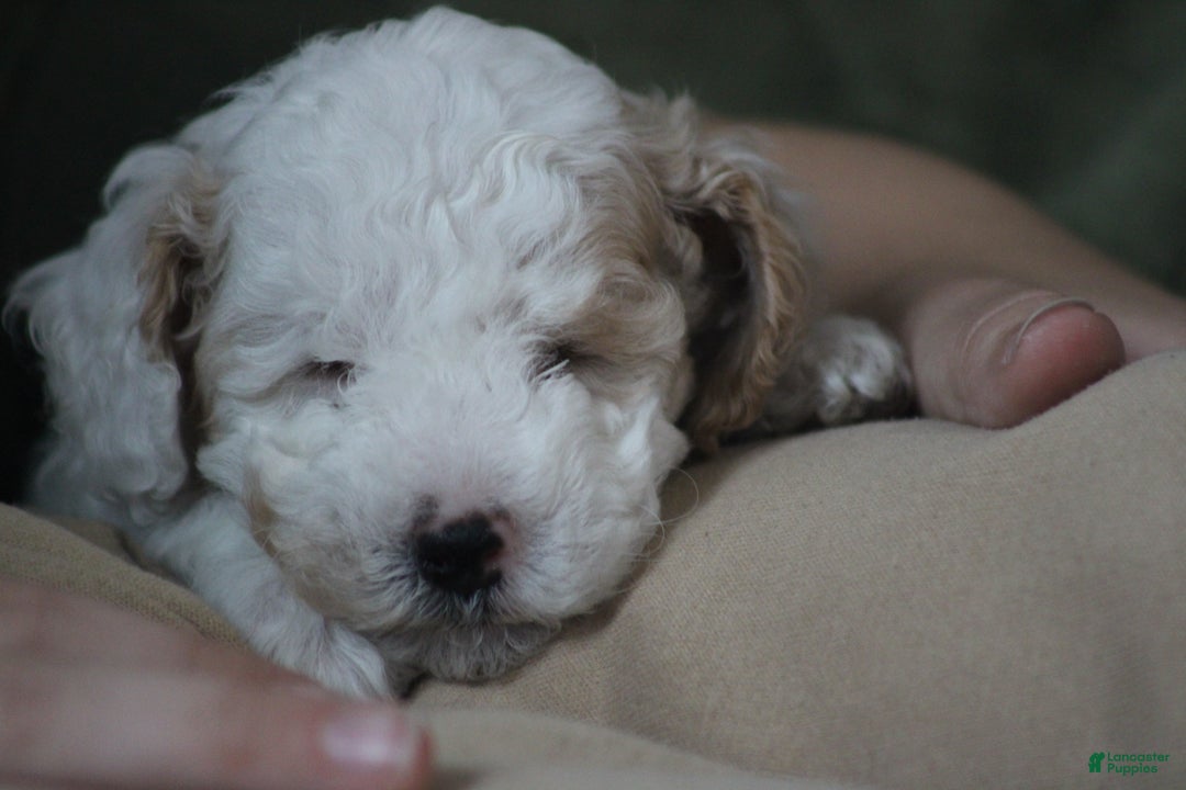 Cavapoo dogs for sale: Darla (Special Needs) - Ad 13