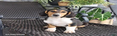 Cora 