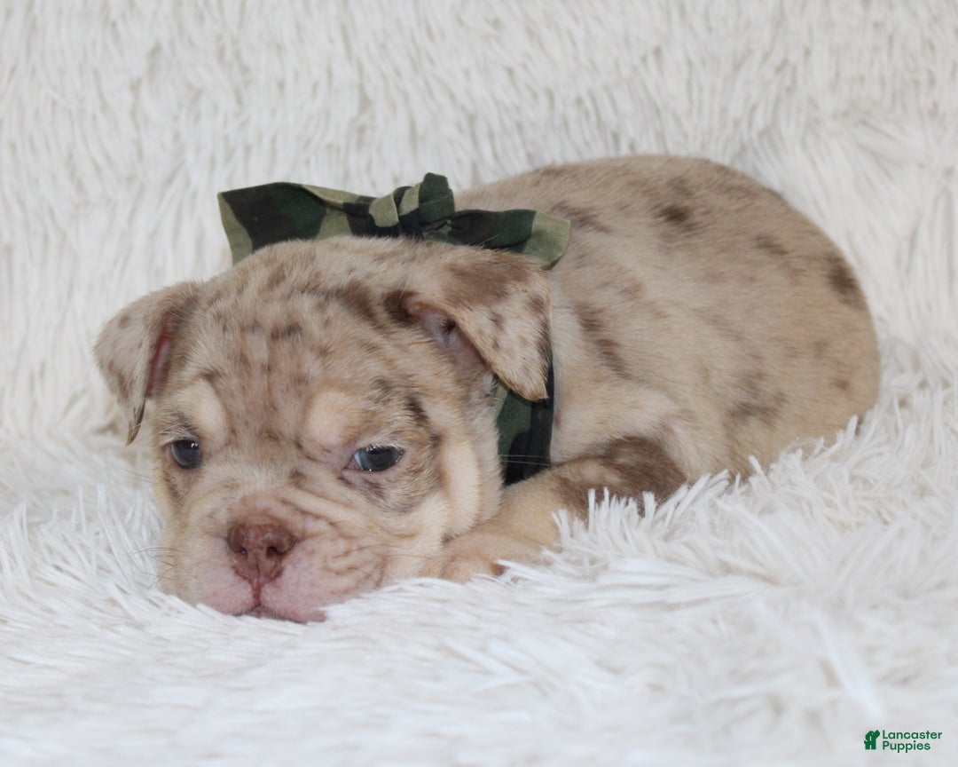 English Bulldog dogs for sale: Parry - Ad 2