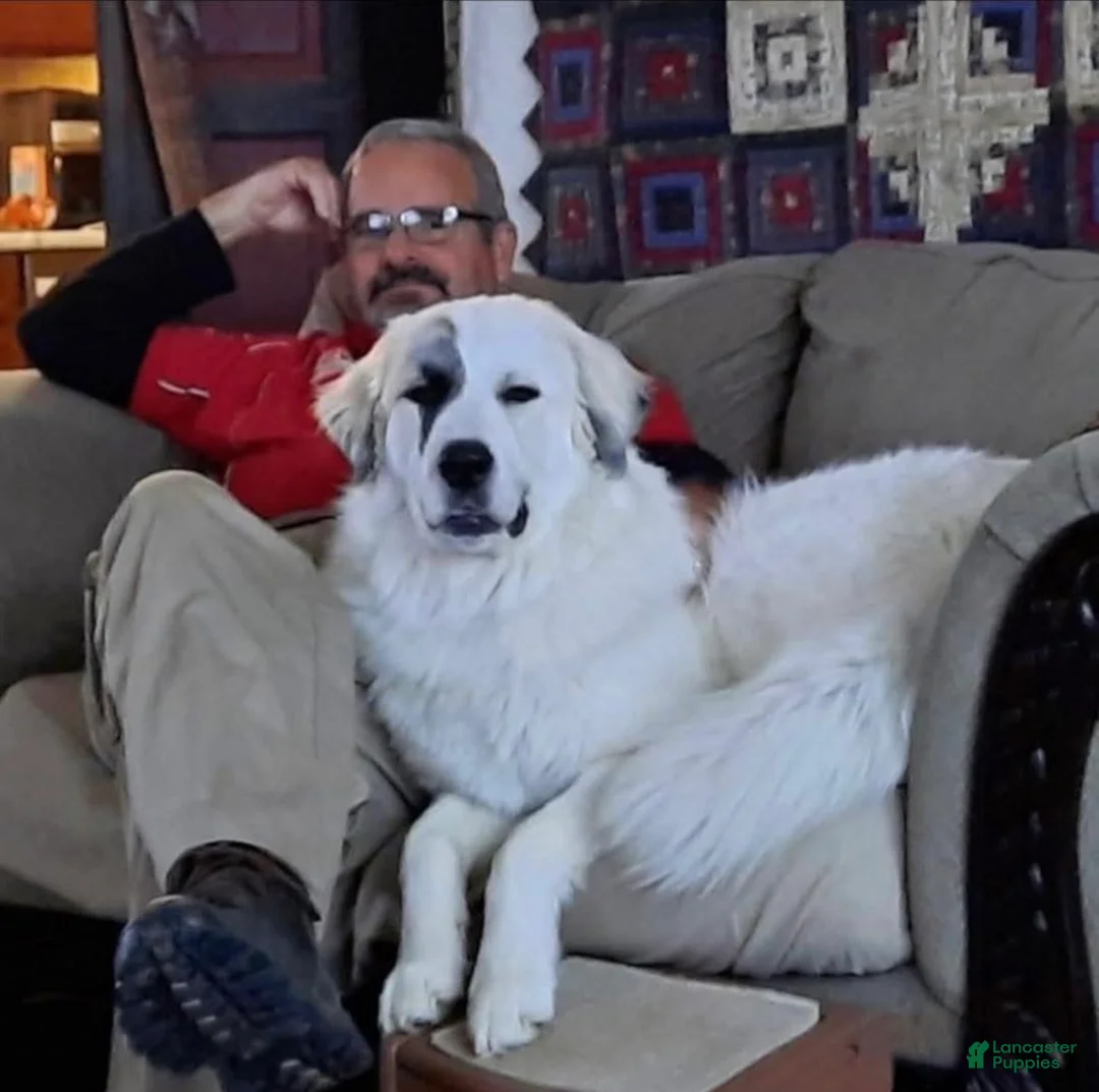 Great Pyrenees dogs for sale: Great Pyrenees 5 - Ad 2