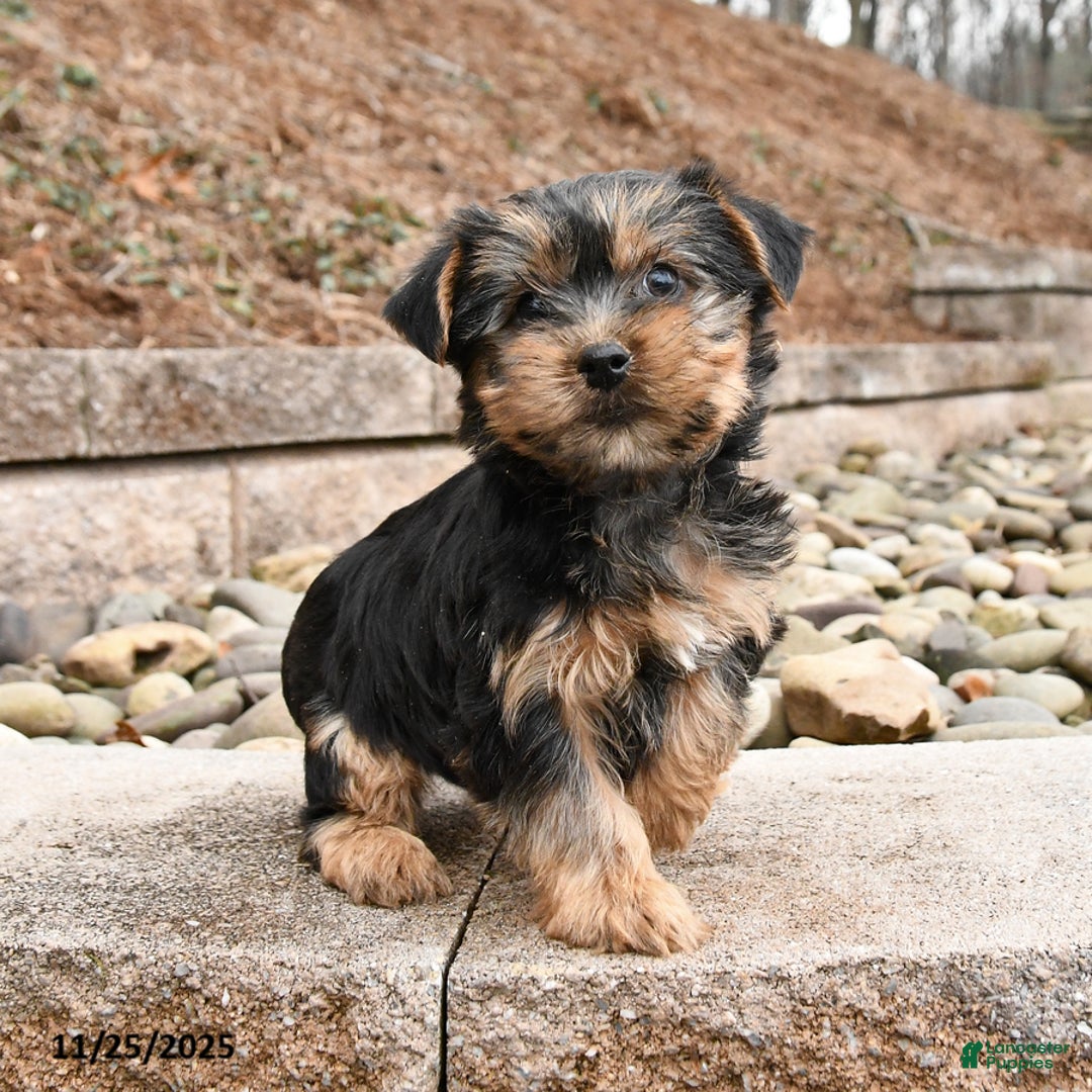 Yorkshire Terrier dogs for sale: Jade - Ad 1