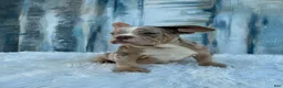 English Bulldog dogs for sale: Bebe - Ad 6