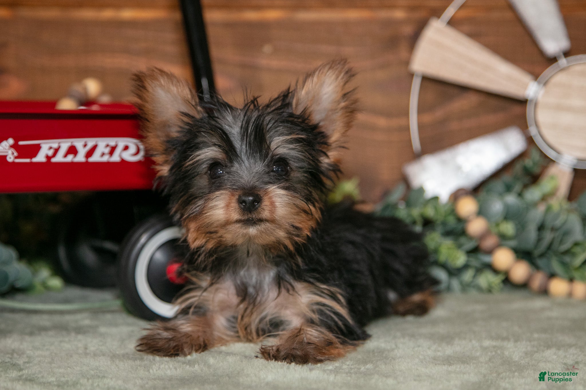 Yorkshire Terrier dogs Kali - Ad 1