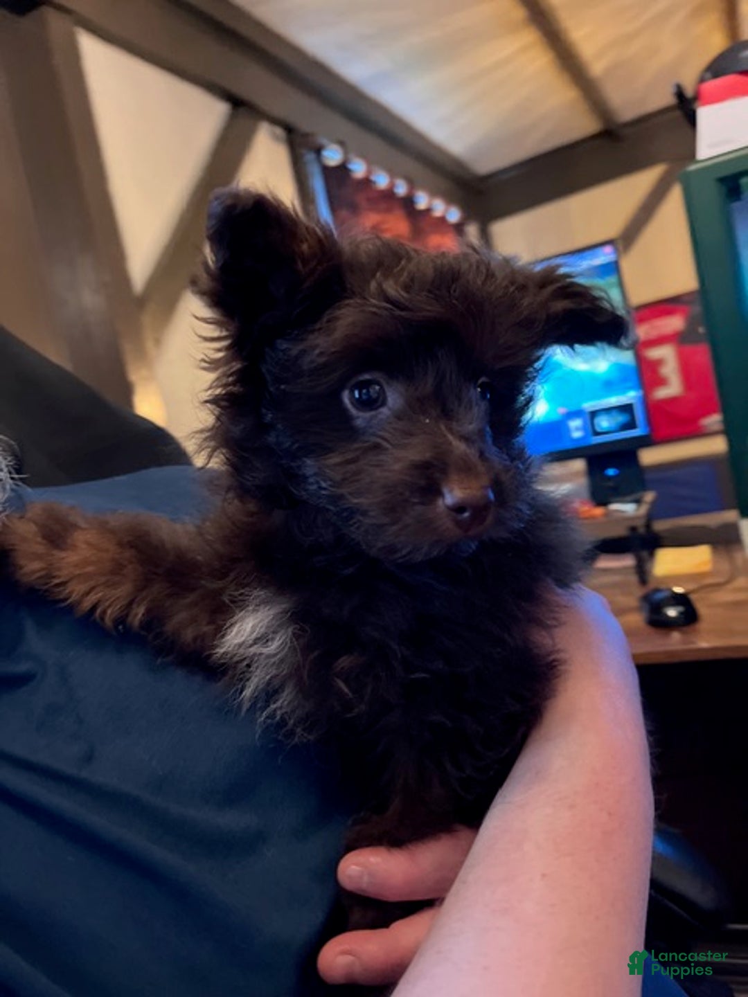 Pomapoo dogs for sale: Clarice - Ad 11