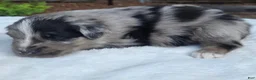 Australian Shepherd dogs for sale: Spence - Ad 2