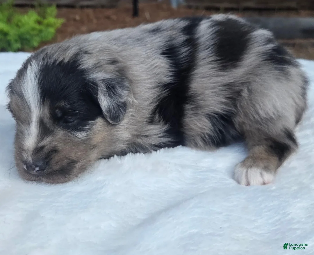Australian Shepherd dogs for sale: Spence - Ad 2