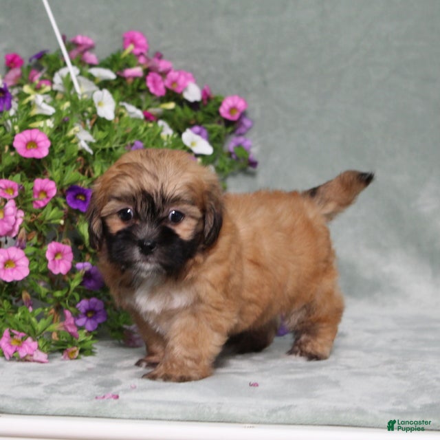 Teddy Bear dogs BJs Emily - Ad 2
