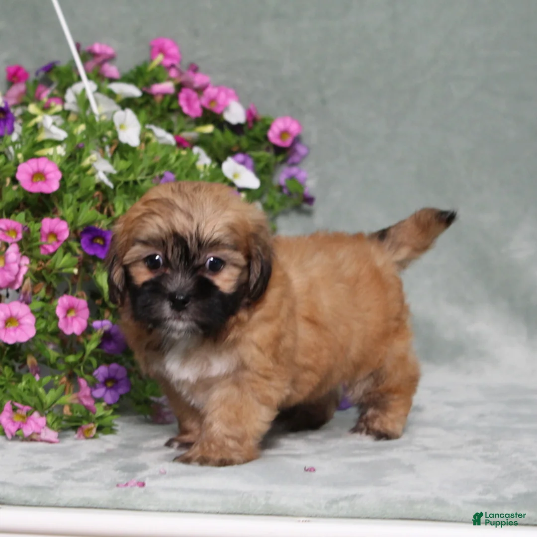 Teddy Bear dogs for sale: BJs Emily - Ad 2