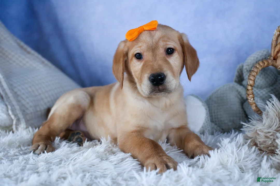 Labrador Retriever dogs for sale: DIAMOND - Ad 1