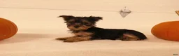 Yorkshire Terrier dogs for sale: Abby  - Ad 3