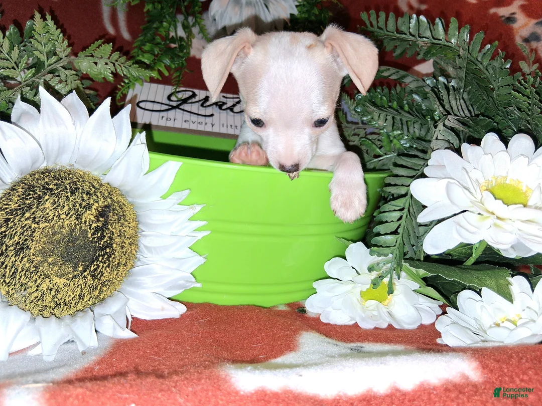 Jack Chi dogs for sale: Nugget - Ad 2