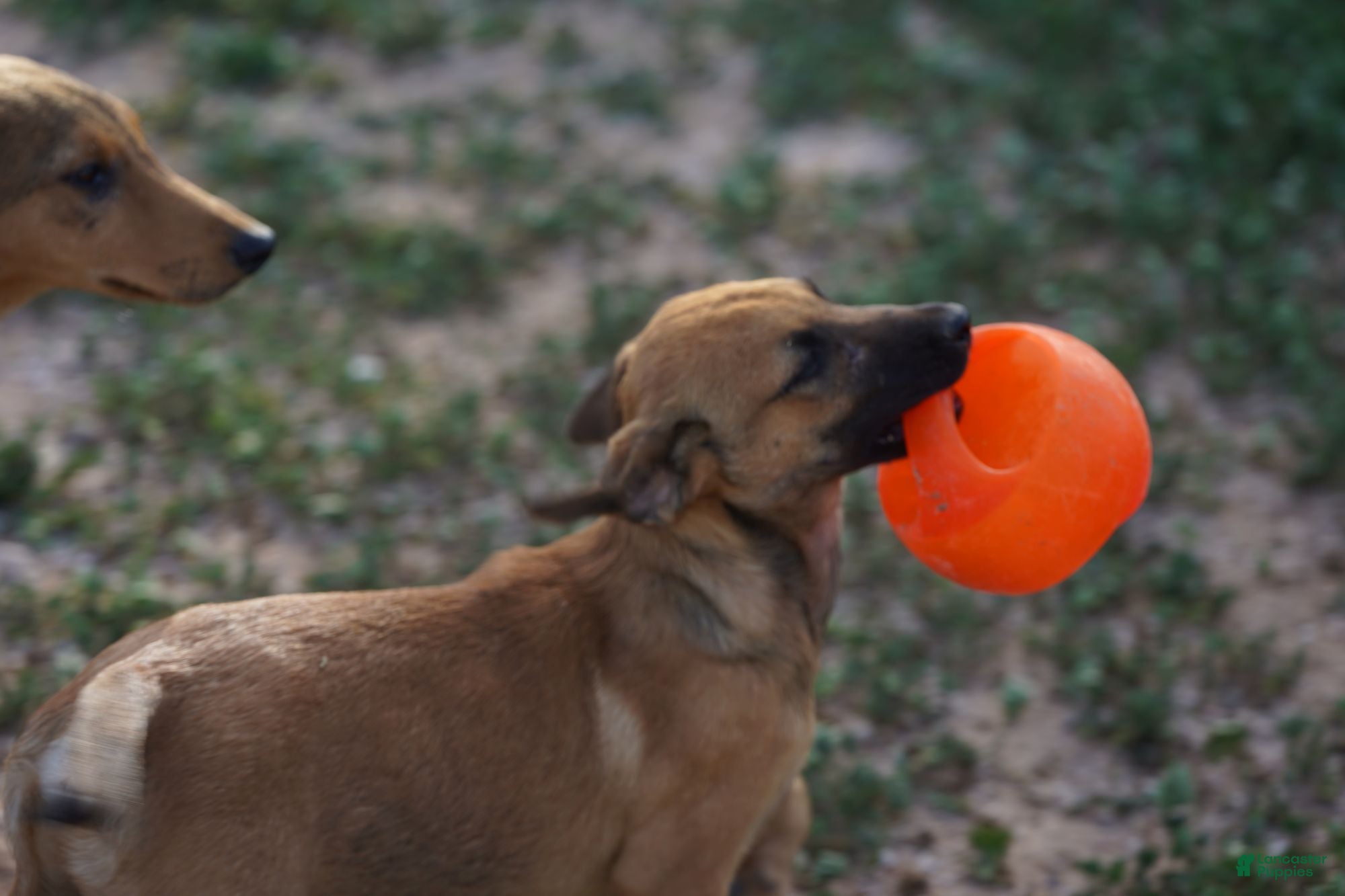 Belgian Malinois dogs Mali M fawn - Ad 1