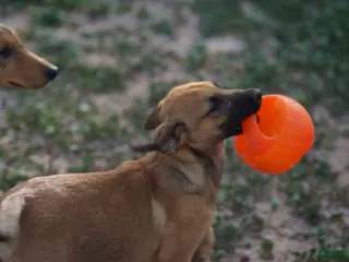 Belgian Malinois dogs Mali M fawn - Ad 2