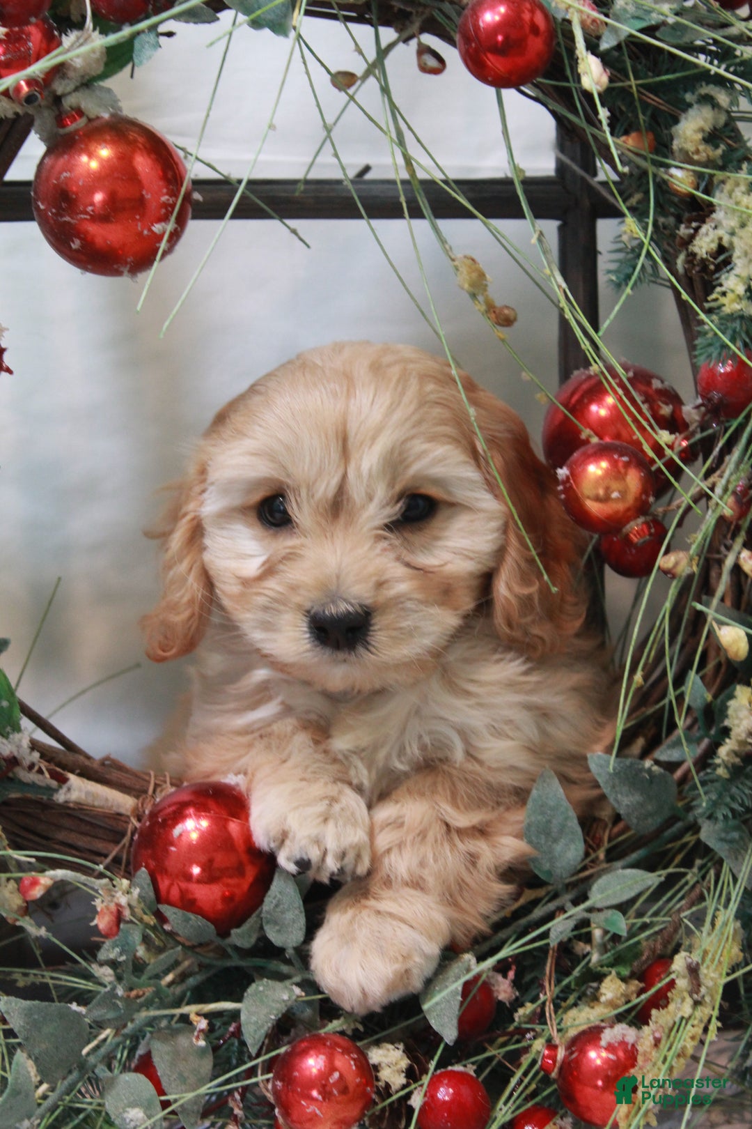 Cavachon dogs for sale: Snowball - Ad 9