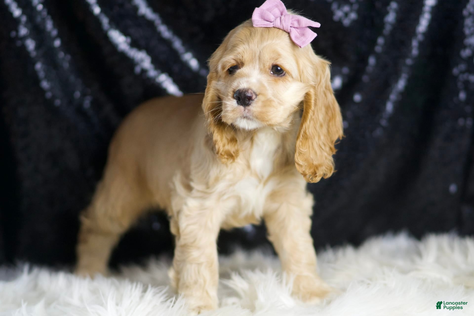 Golden Cocker Spaniel Puppies for sale Lancaster Puppies
