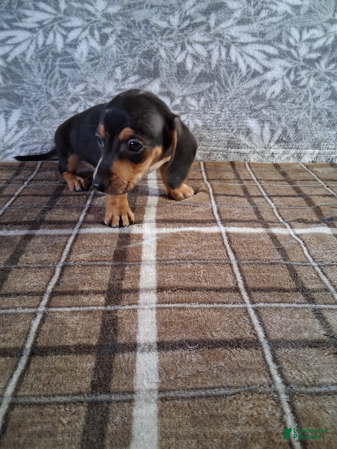 Miniature Dachshund dogs for sale: Clifford - Ad 4