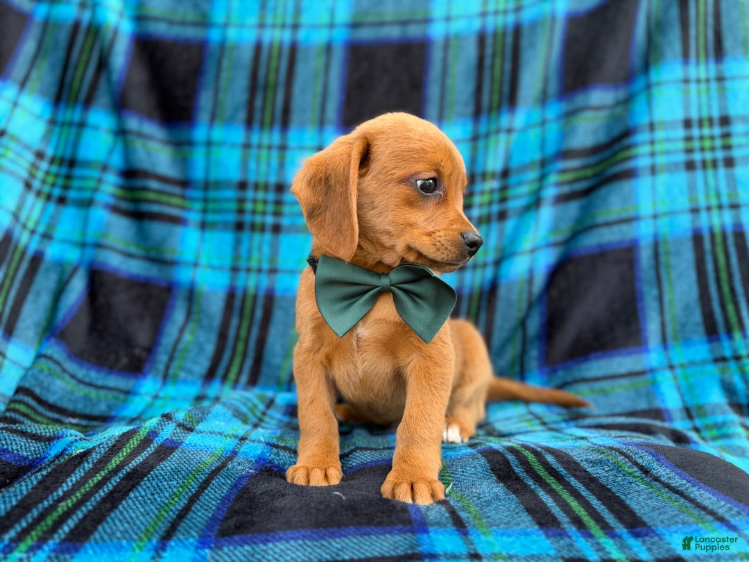 Beagle dogs for sale: Otter - Ad 3