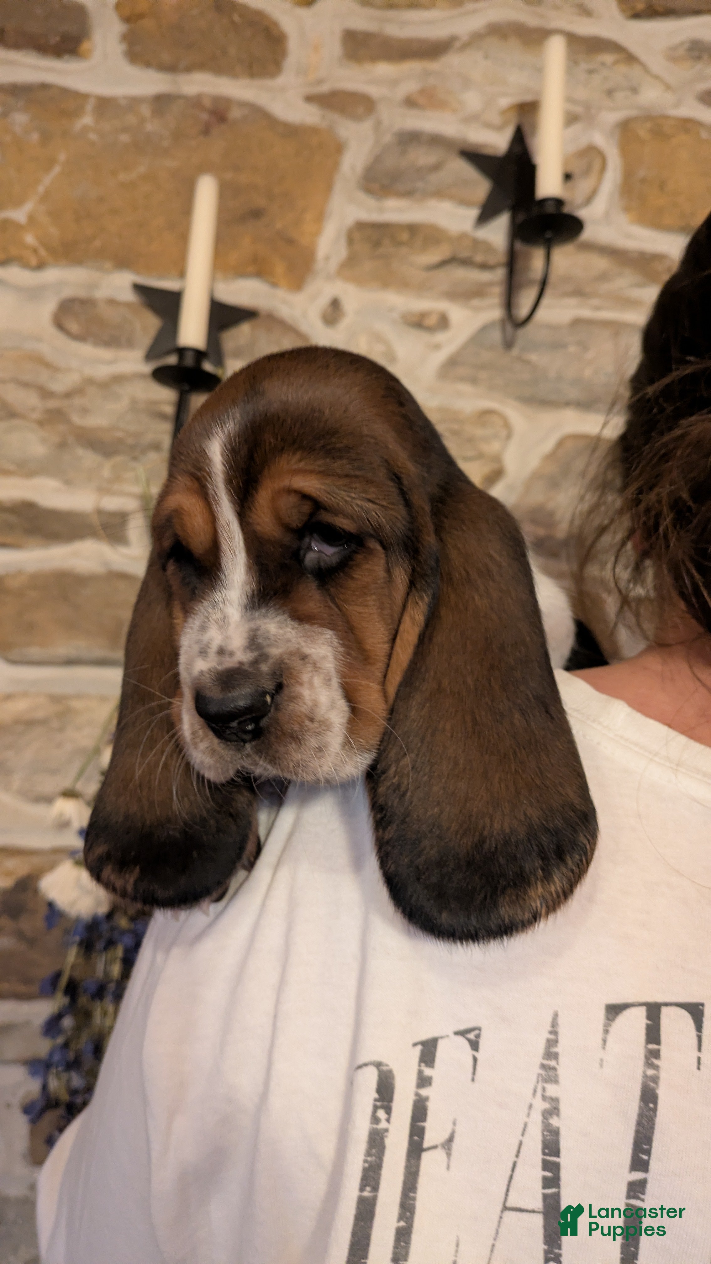 Basset Hound dogs Violet - Ad 22