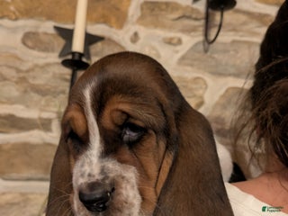 Basset Hound dogs Violet - Ad 13