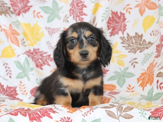 Dachshund dogs - Ad 9