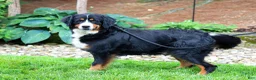 Bernedoodle dogs for sale:  Daisy🩷  - Ad 10