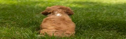 Cocker Spaniel dogs for sale: Oliver  - Ad 6