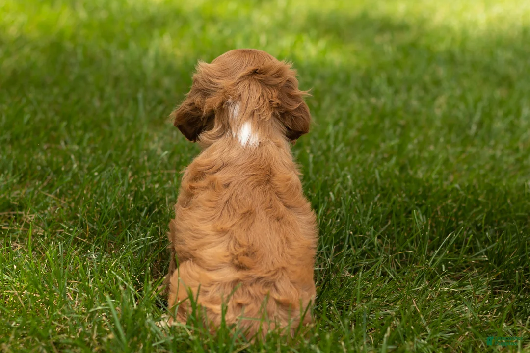 Cocker Spaniel dogs for sale: Oliver  - Ad 6