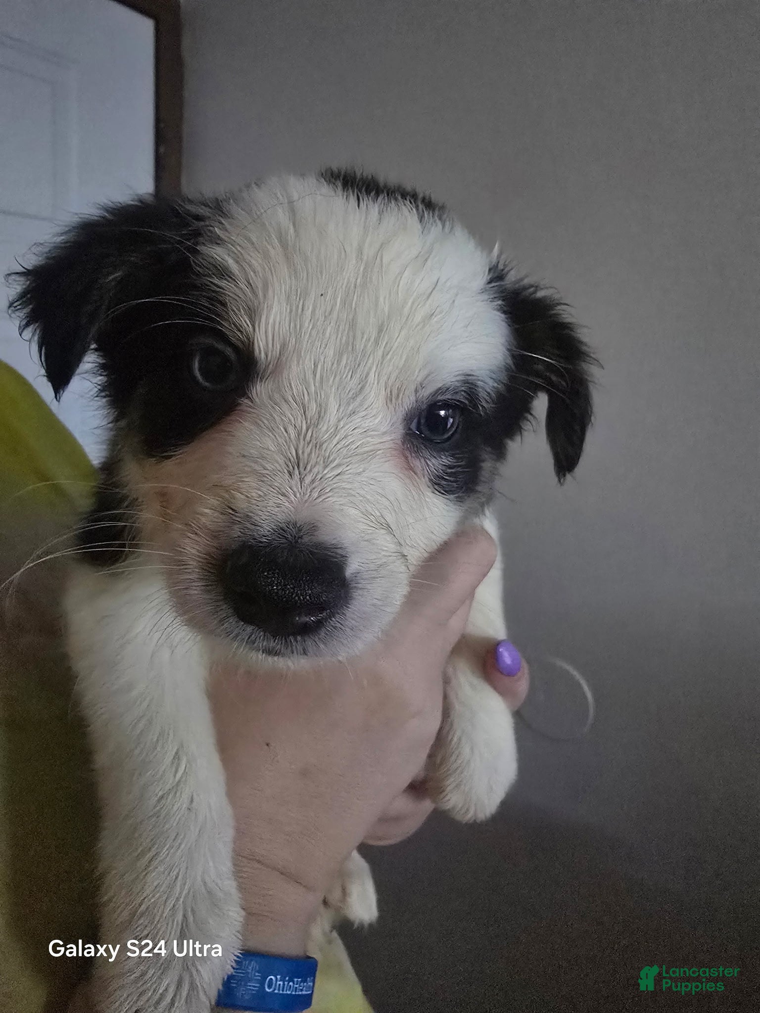 Border Collie dogs for sale: Border Collie 6 - Ad 1