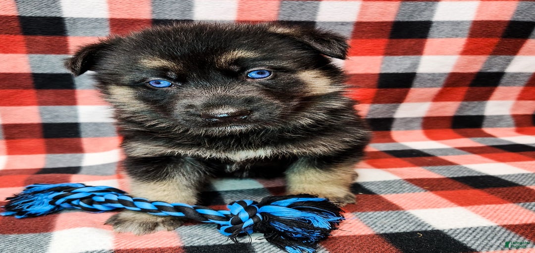 Gallery Image {{count}}