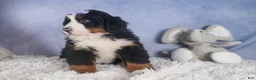 Bernese Mountain Dog dogs for sale: HONEY - Ad 8