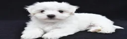 Maltese dogs for sale: Bo - Ad 12