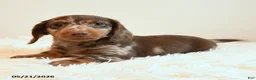 Miniature Dachshund dogs for sale: Slinky - Ad 3