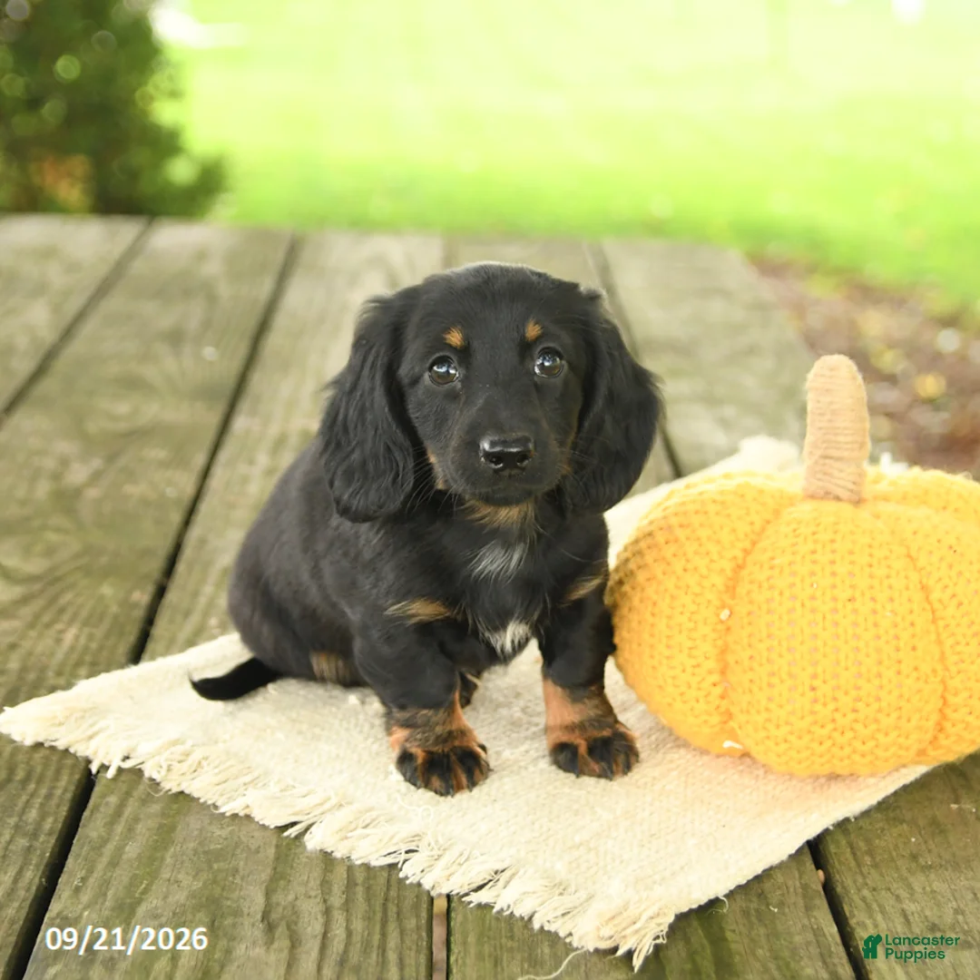 Miniature Dachshund dogs for sale: Avalon - Ad 2