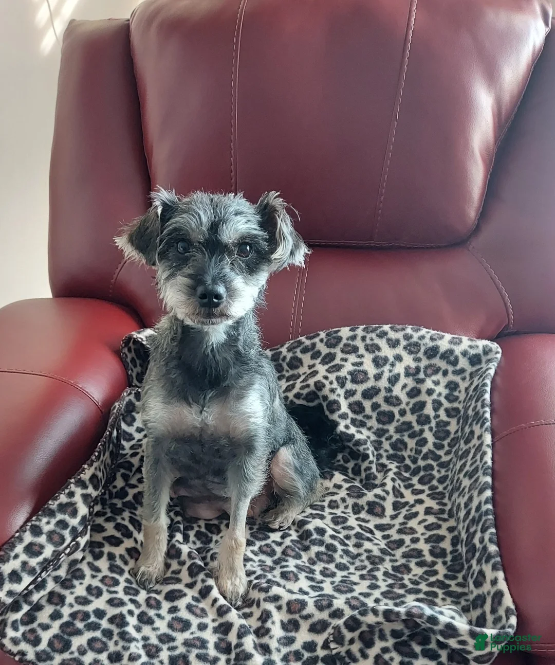 Mixed Breed dogs for sale: Mixed Breed Puppy 1 - Ad 4