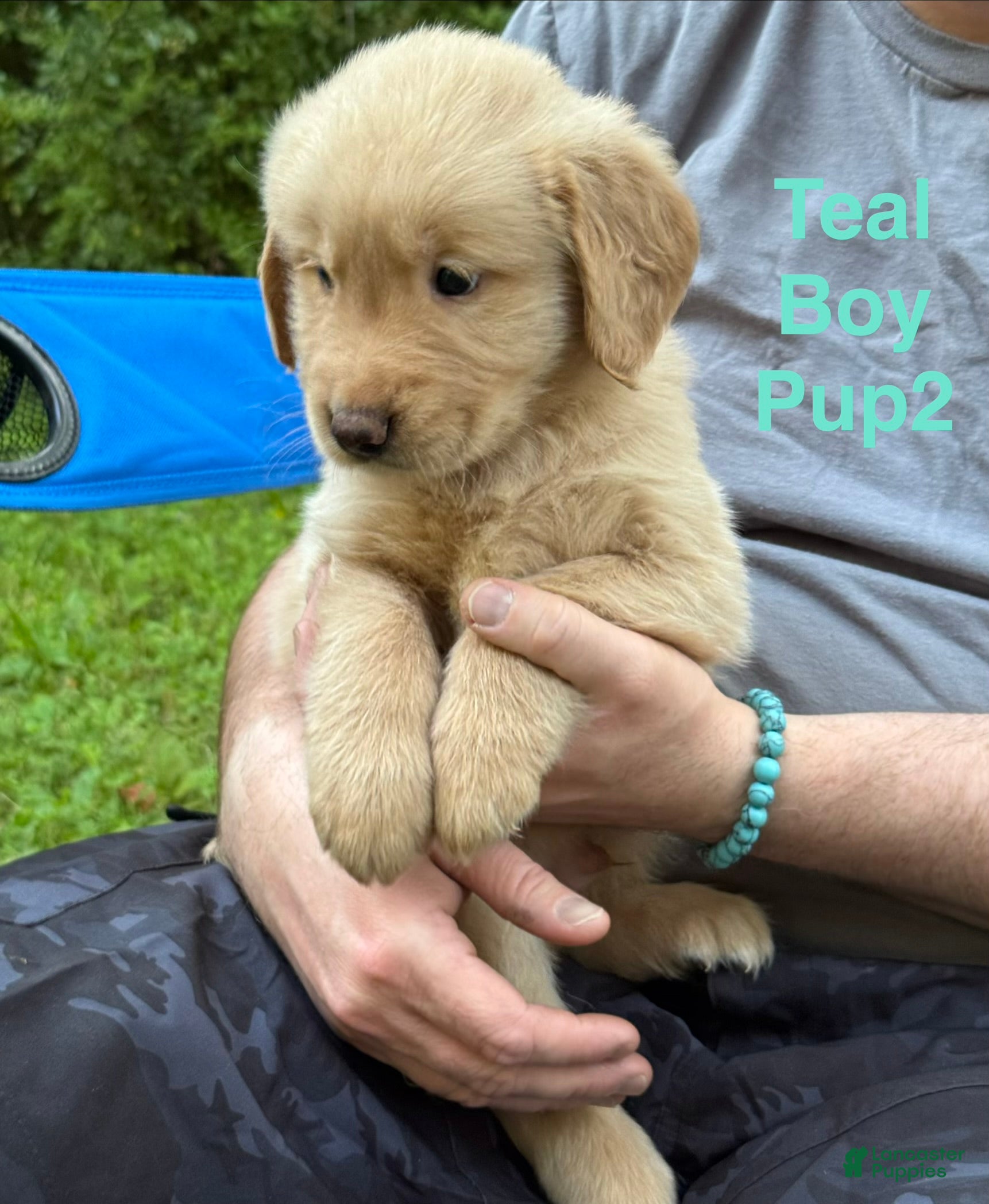 Golden Retriever dogs for sale: Teal Boy - Ad 2