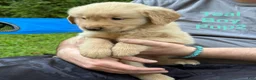 Golden Retriever dogs for sale: Teal Boy - Ad 1