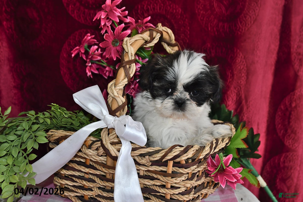 Shih Tzu dogs Arial - Ad 2