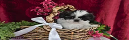 Shih Tzu dogs for sale: Arial - Ad 2