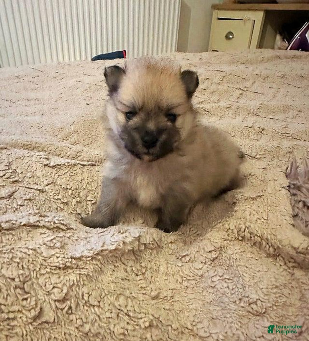 Pomeranian dogs for sale: Molly - Ad 21