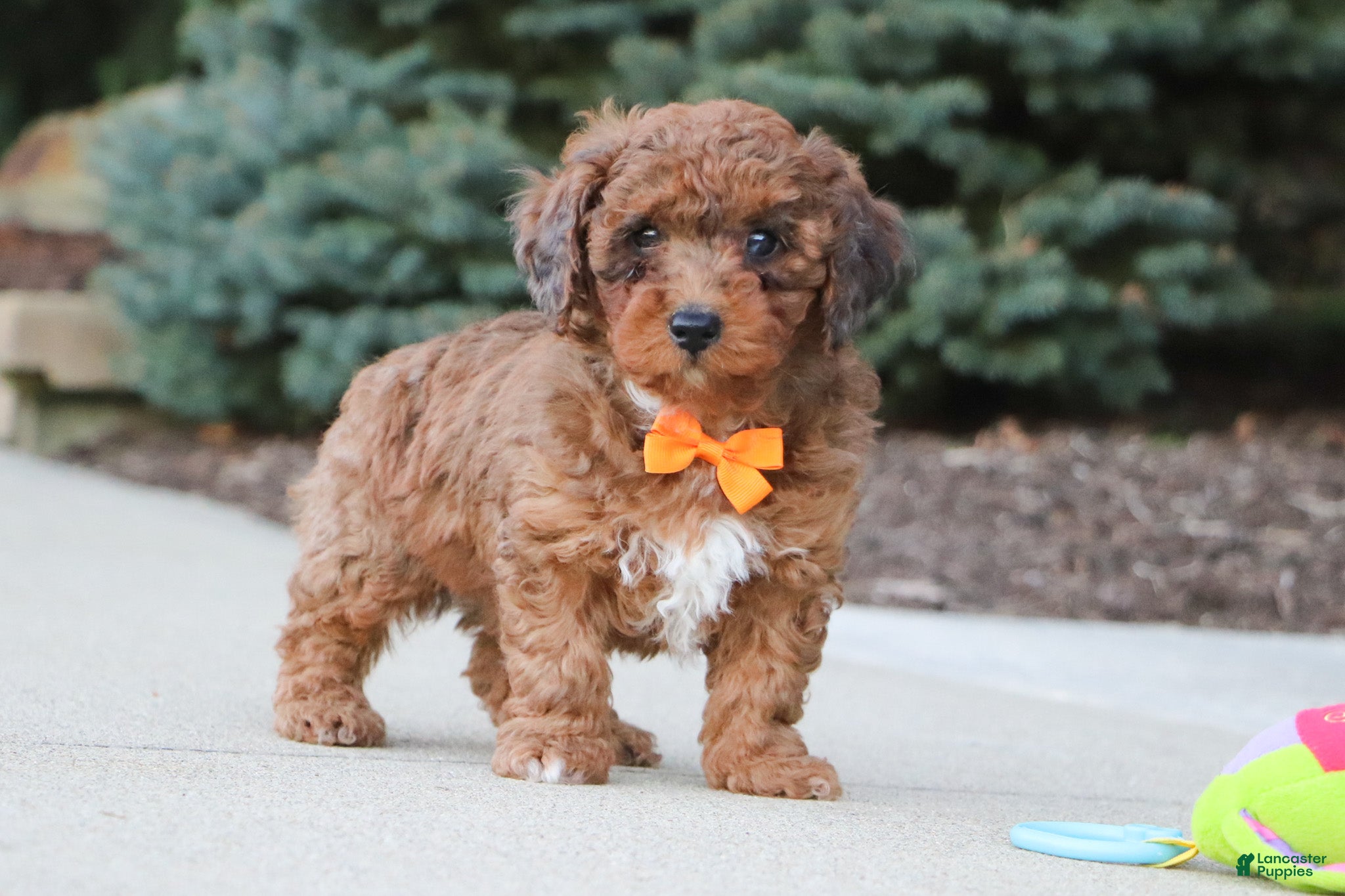 Mini Goldendoodle dogs River - Ad 2