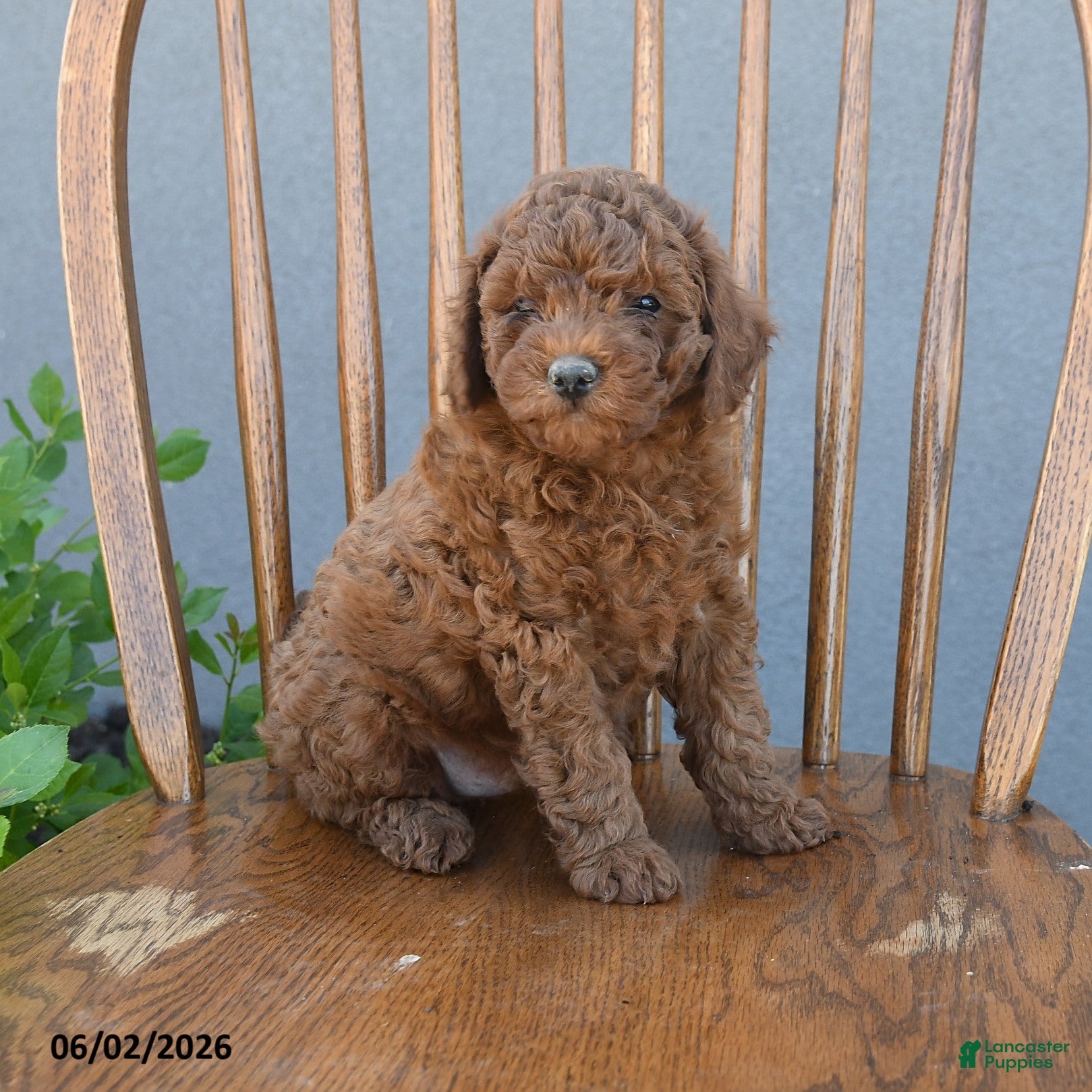Miniature Poodle dogs for sale: Trent - Ad 2